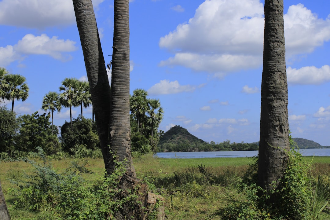 a couple of palm trees that are in the grass