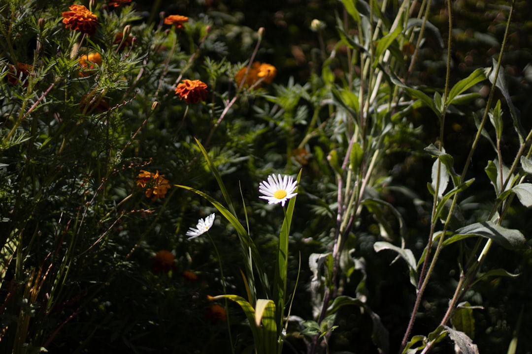 A bunch of flowers that are in the grass