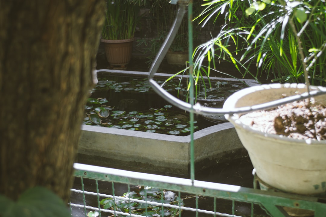 Pond with lily pads and potted plants