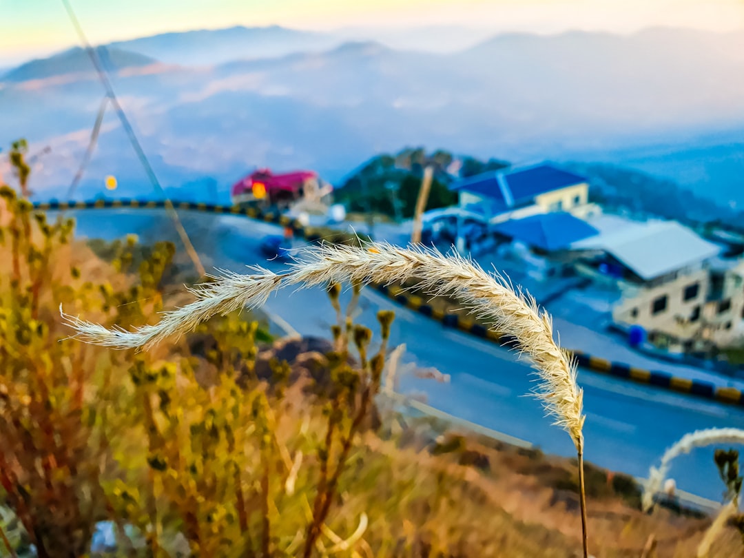 a view of a town from a hill with a plant in the foreground
