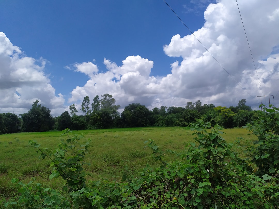 a grassy field with power lines in the distance