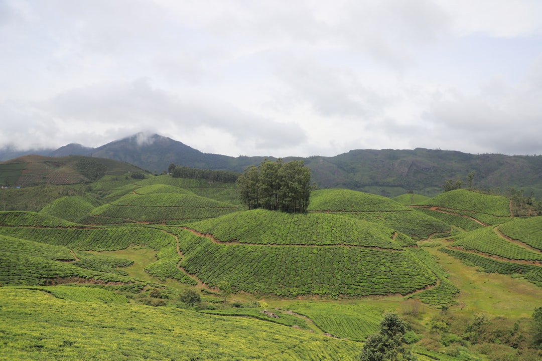 a lush green hillside covered in lots of trees