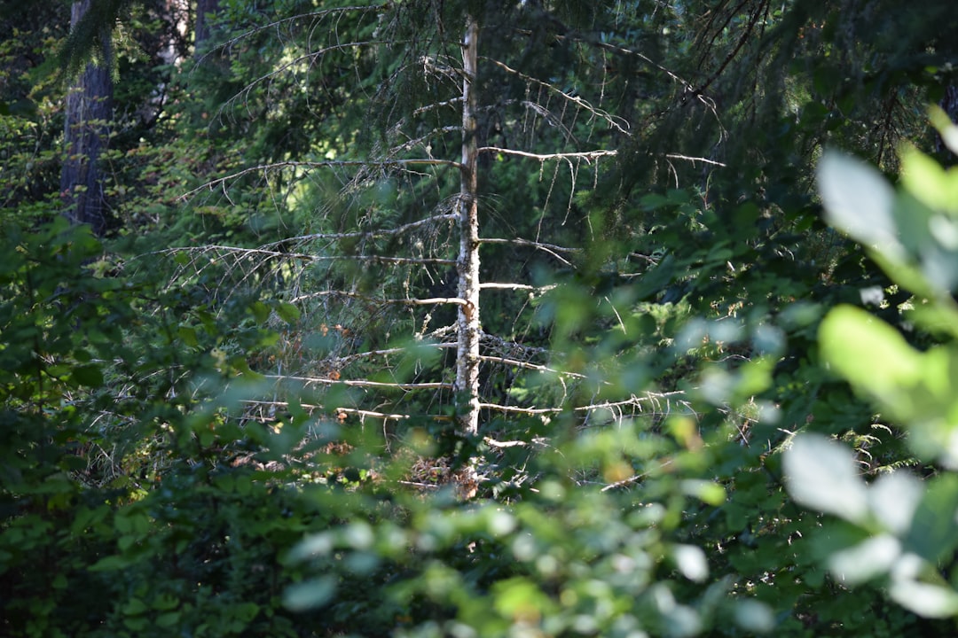 a tree in the middle of a forest