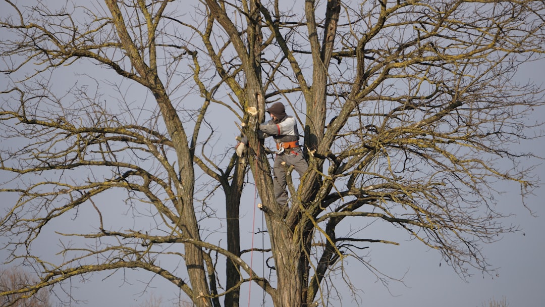 Arborist pruning a large tree with safety harness.