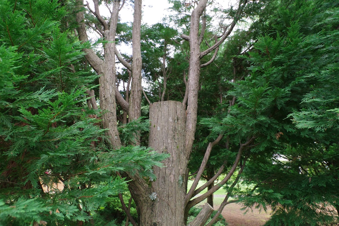 A tree that has been cut down in a forest