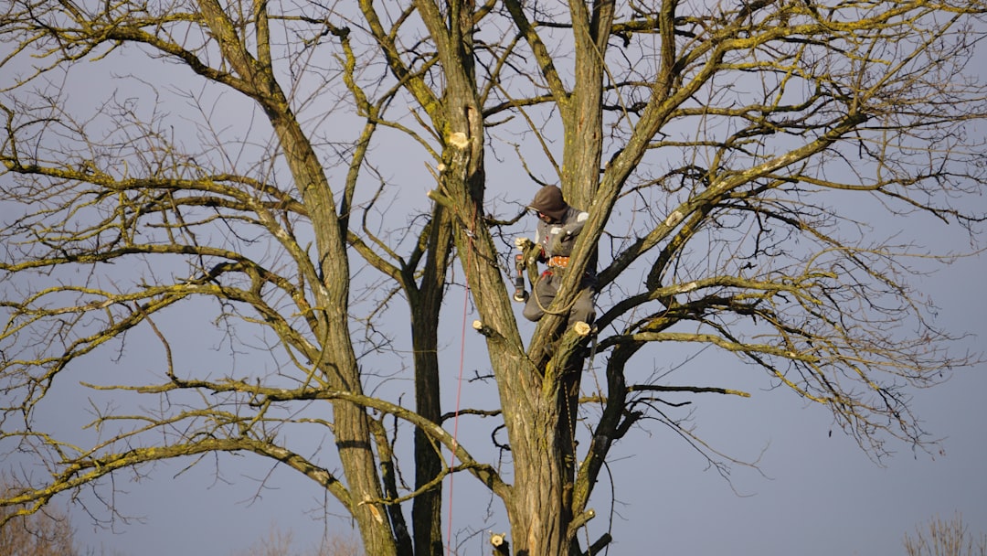 Hawk perched on a bare tree branch