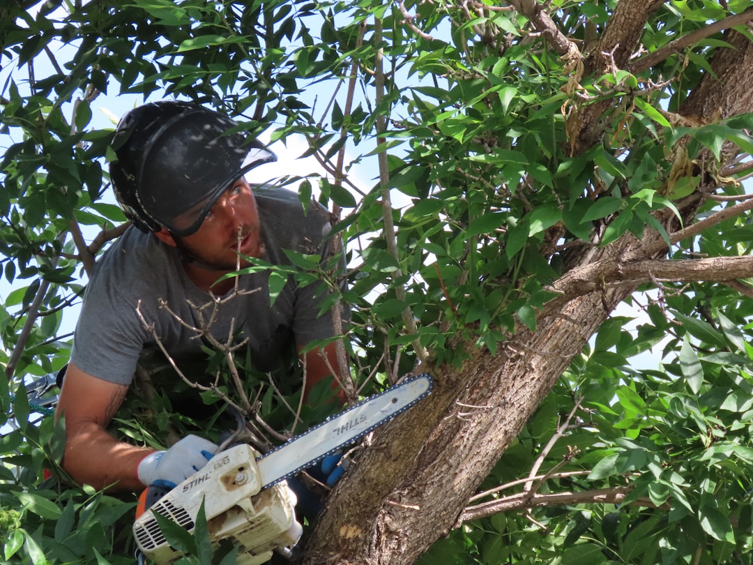 a man with a chainsaw in a tree