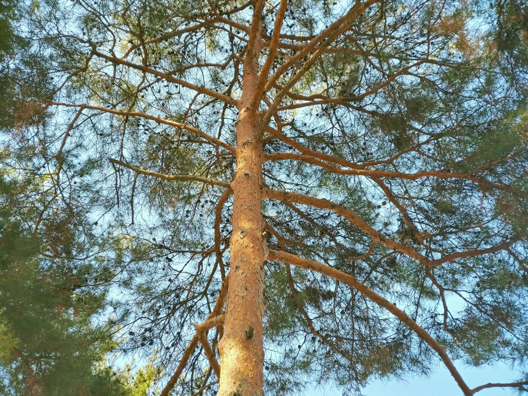 a tall tree with lots of leaves on it