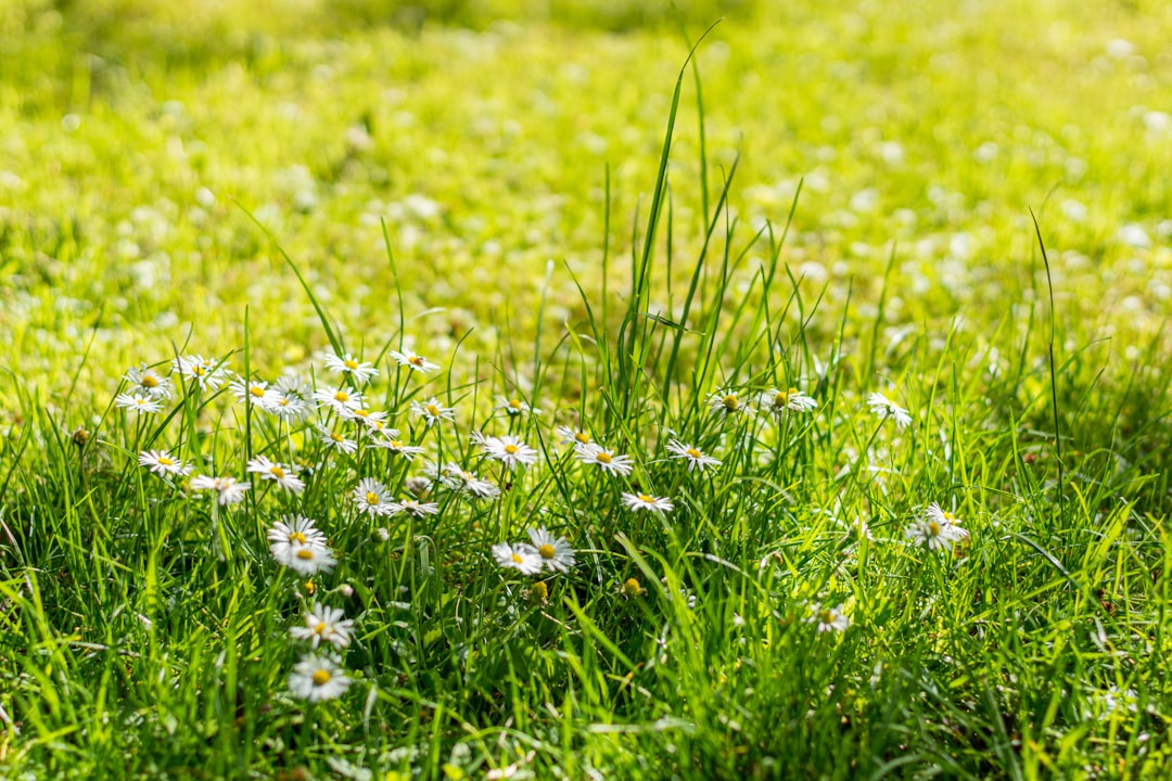 a bunch of daisies growing in the grass