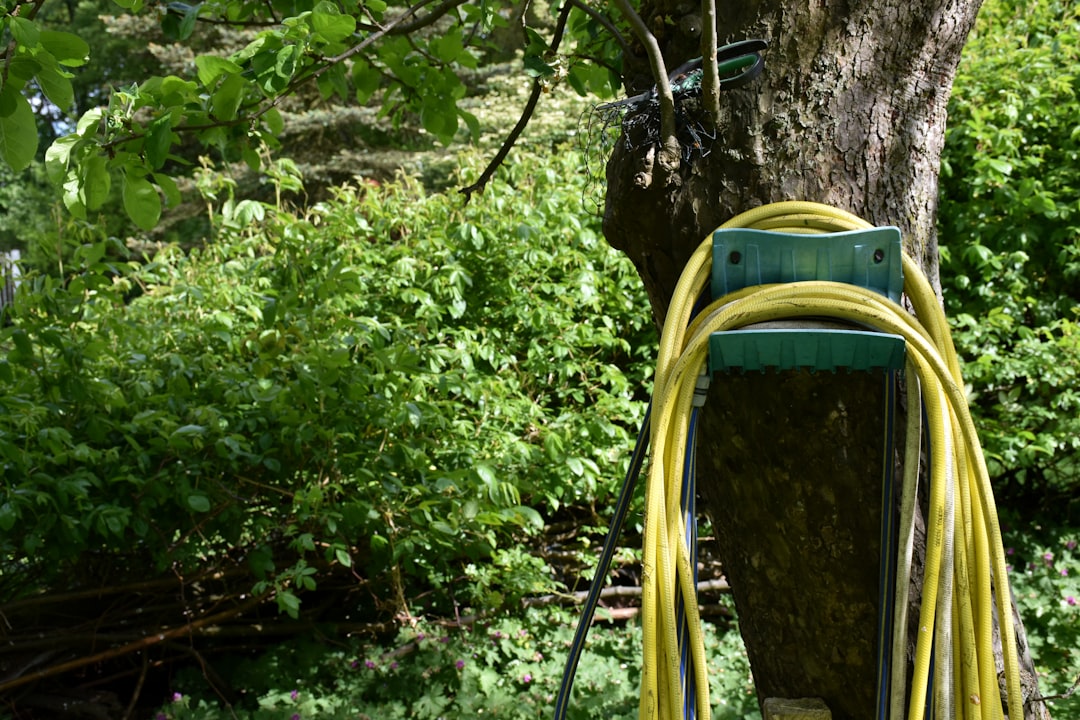 Yellow garden hose coiled on a tree bracket.
