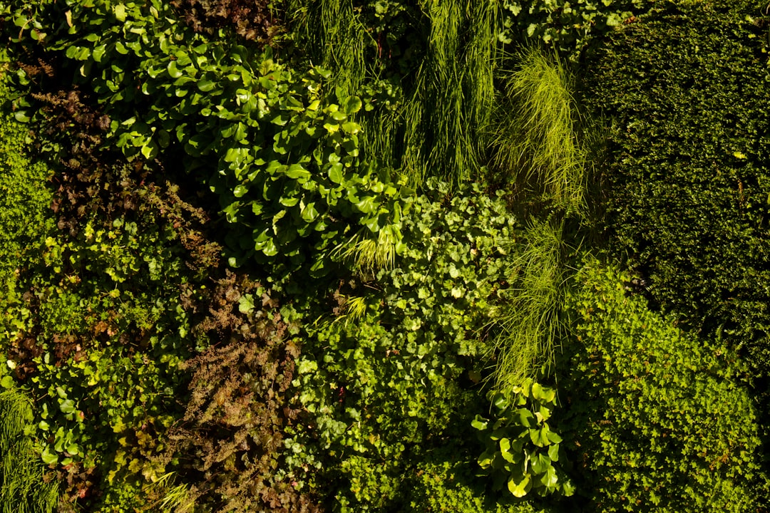 a large group of trees