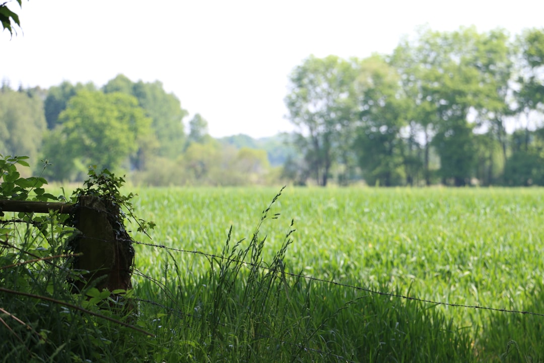 green grass field during daytime