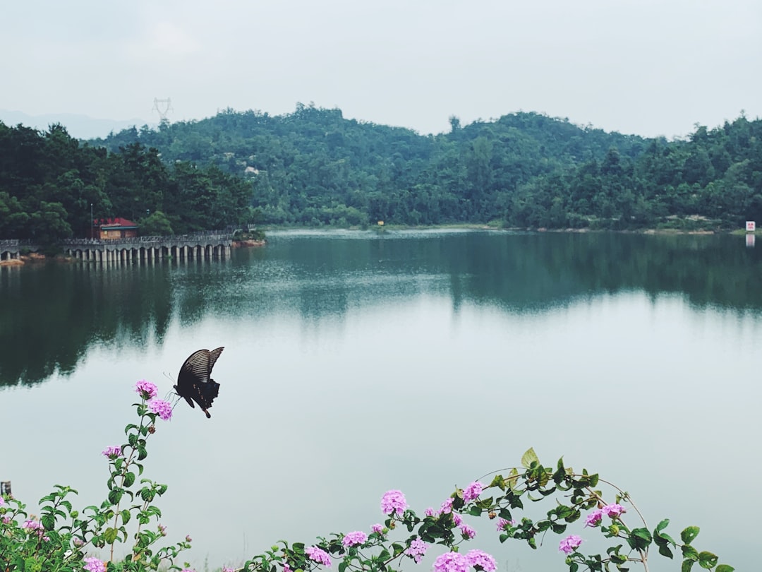a bird sitting on a branch over a lake