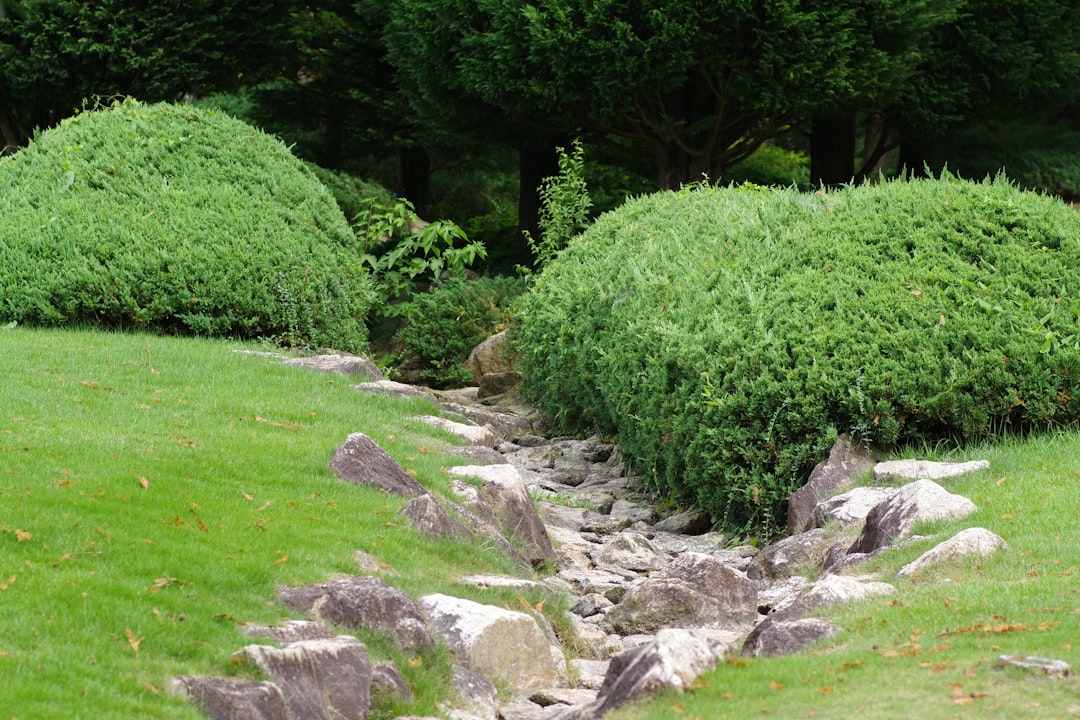 A stream of water running through a lush green park