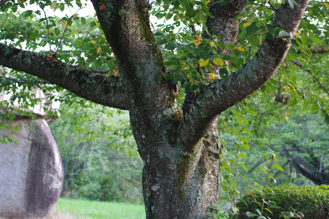 A tree in a grassy area next to a large rock