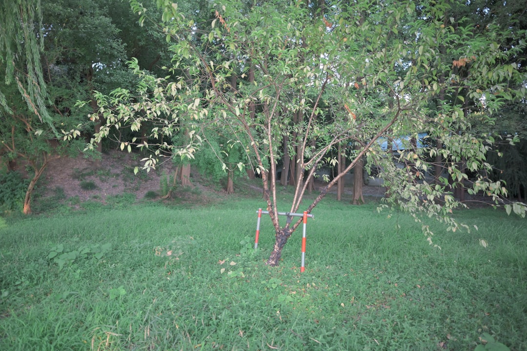 A young tree supported by stakes in a grassy field.