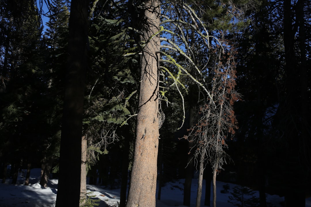 A man riding a snowboard down a snow covered slope