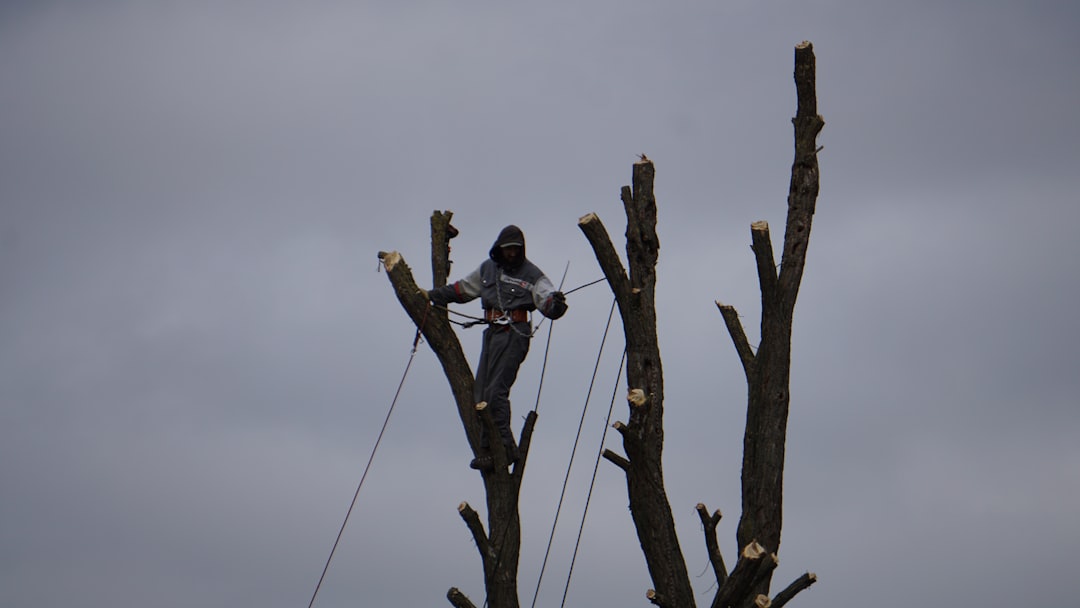 Arborist pruning a tall tree with ropes.