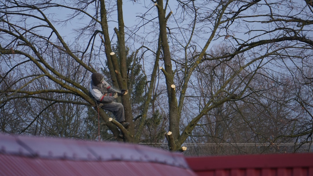 Man pruning branches of a tall tree