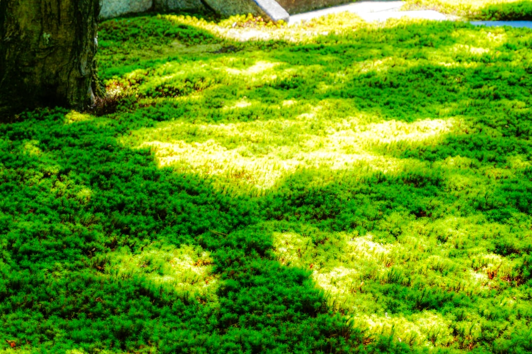 Lush green moss ground cover with dappled sunlight.