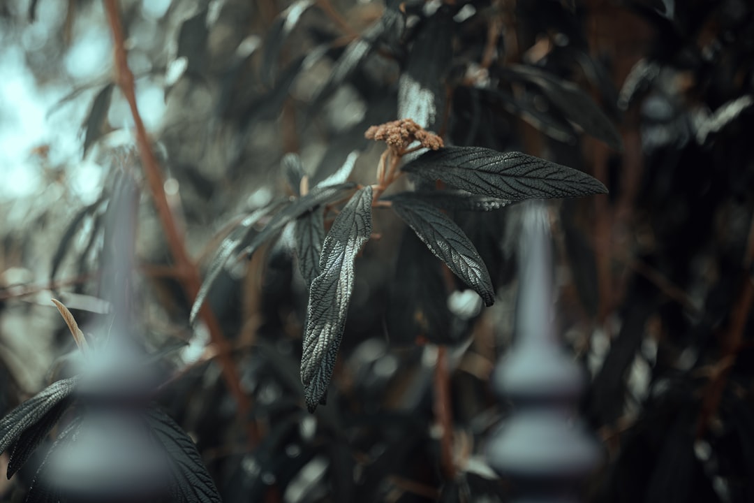 green plant in close up photography