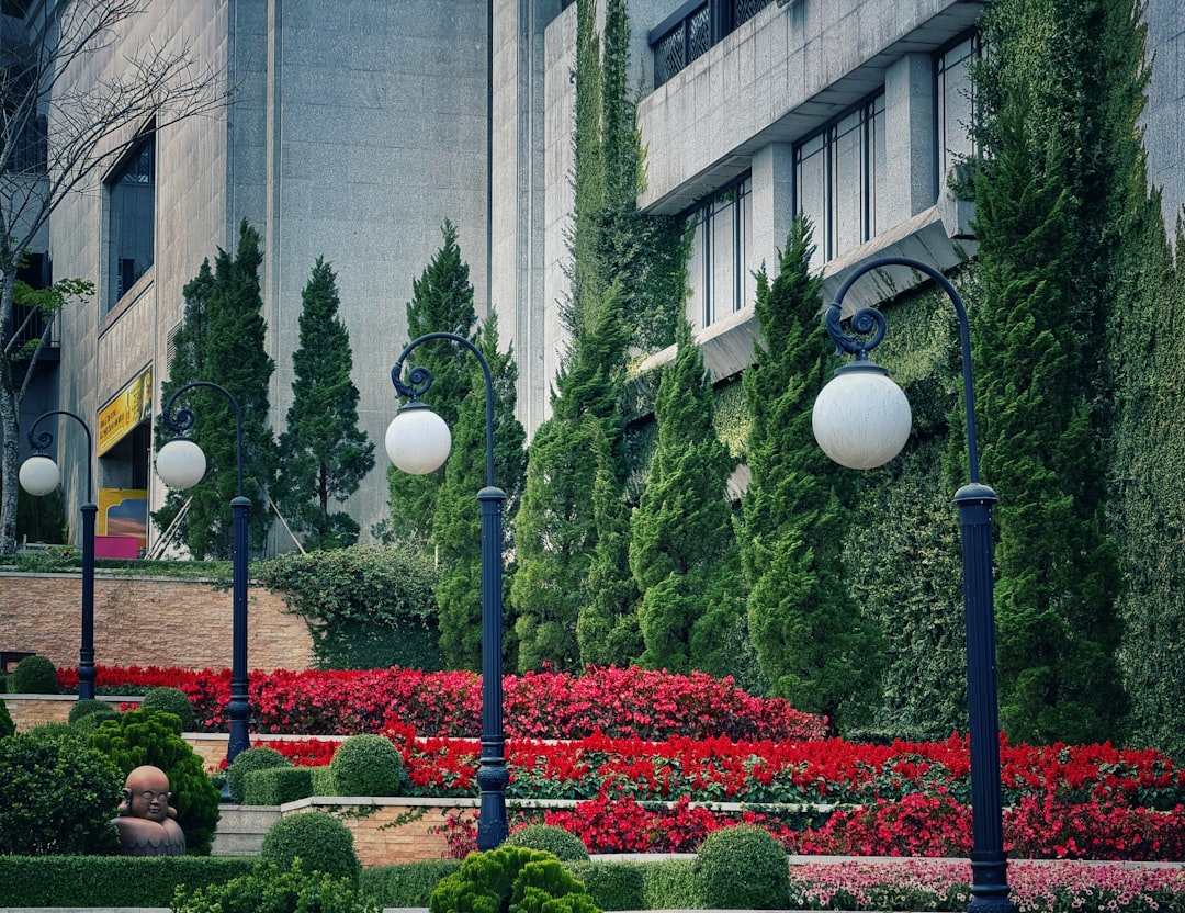A manicured garden with red flowers and cypress trees.