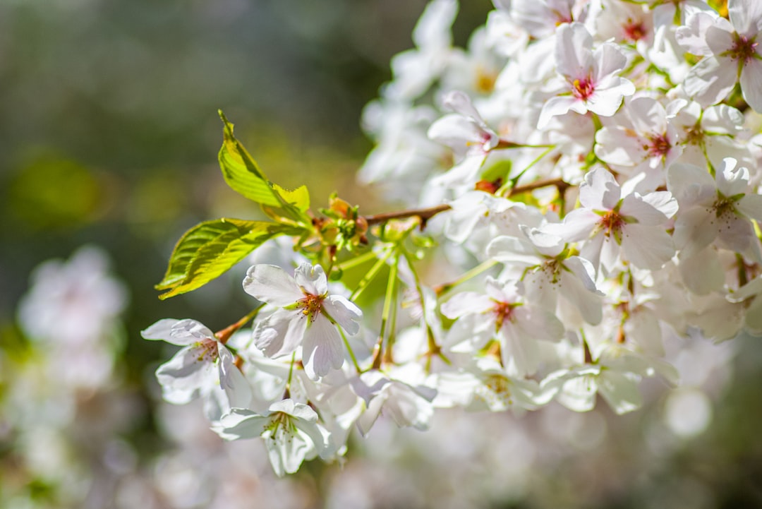 a close up of a bunch of white flowers