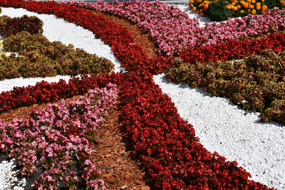 Colorful flower beds arranged in curved patterns