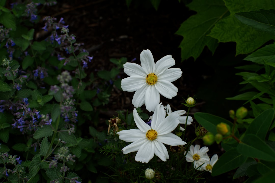 Two white cosmos flowers with yellow centers bloom.