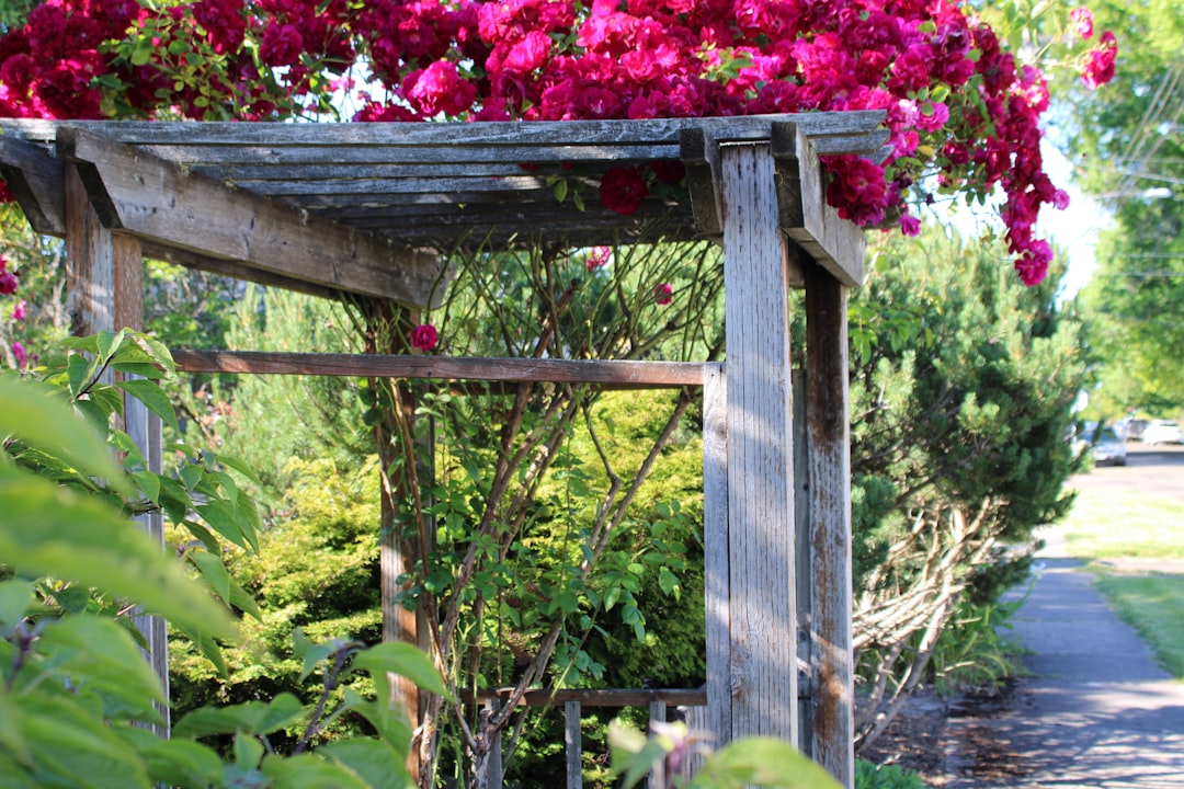 a wooden arbor with pink flowers hanging over it