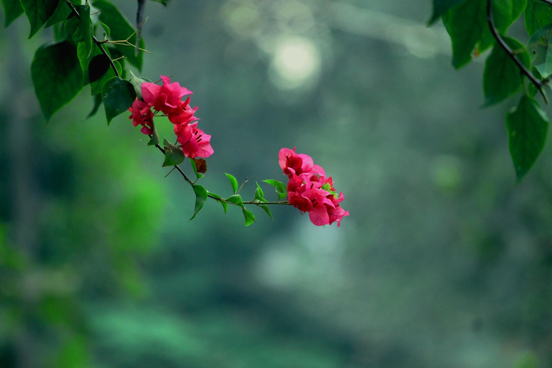 a branch of a tree with pink flowers on it