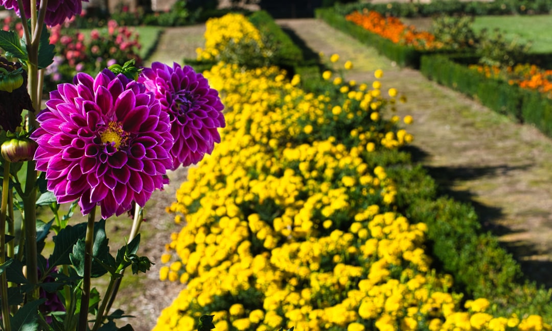 Purple dahlias bloom beside a path in a garden.