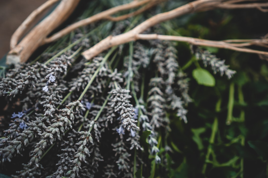 green and white plant during daytime