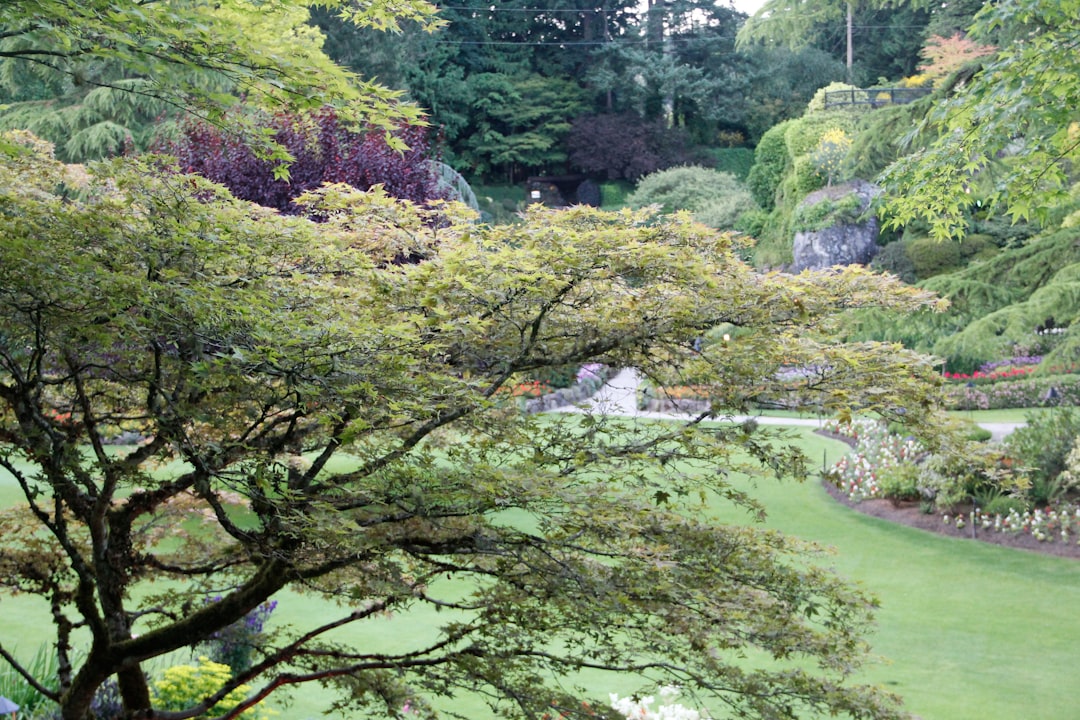 Lush green garden with a large tree in the foreground.