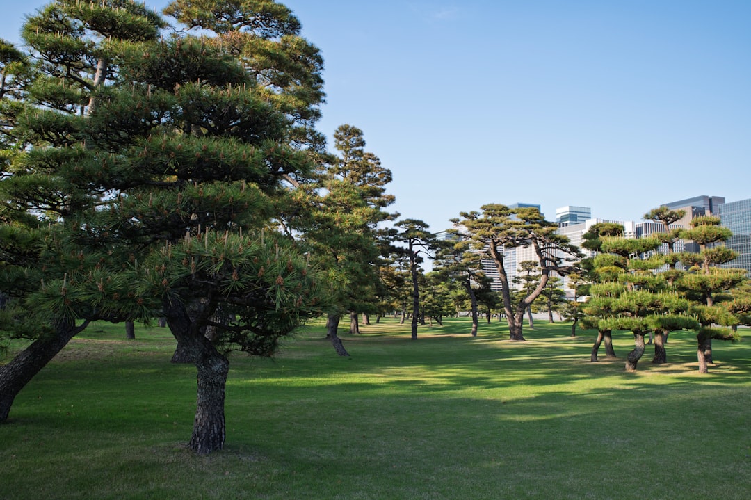 Manicured pine trees in a grassy park