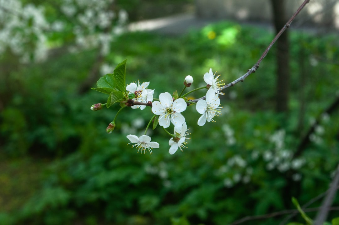 a branch of a tree with white flowers