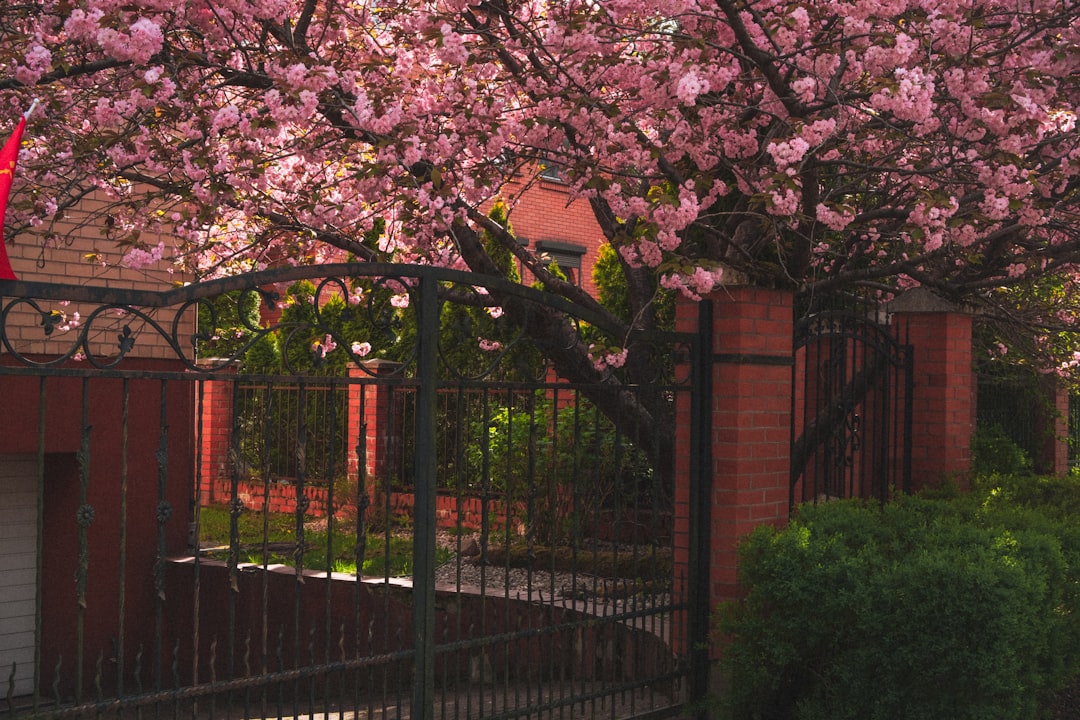 Pink blossoms on a tree over a brick fence