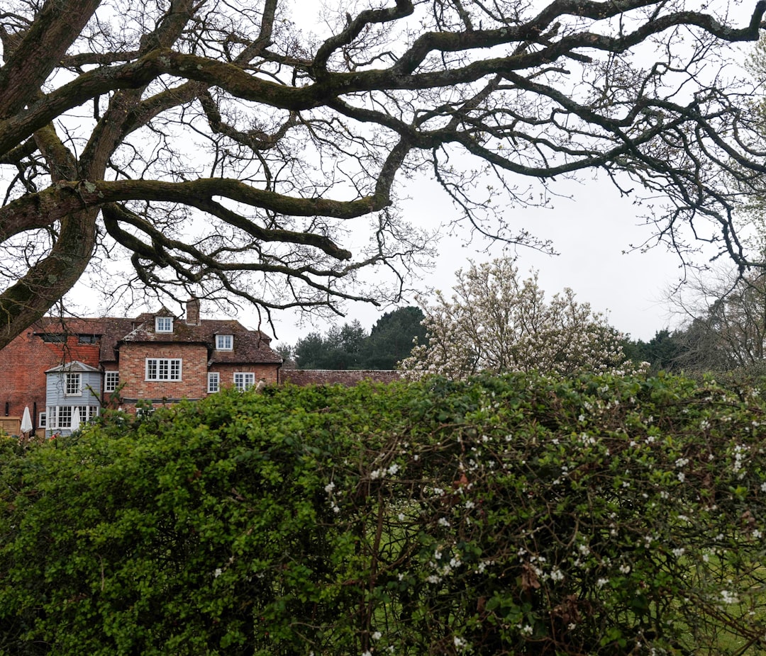 A house behind a flowering bush and bare tree.