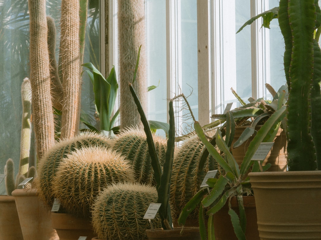 a row of cactus plants sitting next to each other