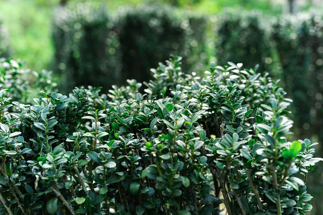 Green bushes in a garden with shallow depth of field