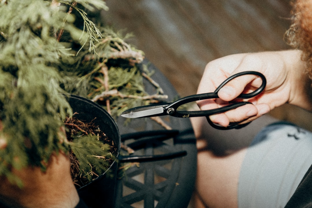 Hands trimming a bonsai tree with pruning shears