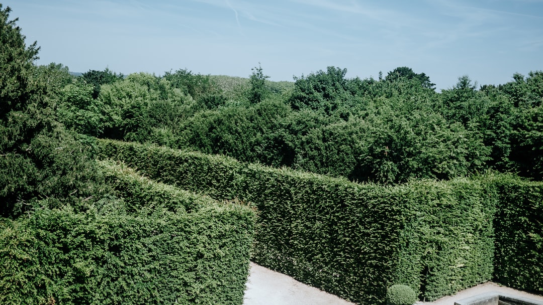 A green maze leads to the lush forest.