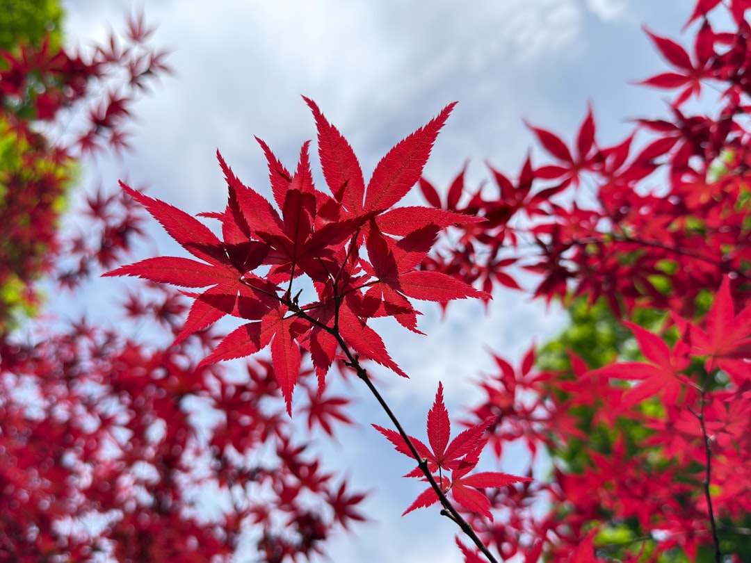 Vibrant red maple leaves against a bright blue sky