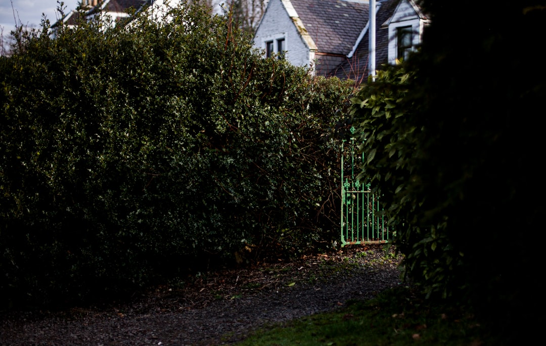 Green gate behind lush green bushes and trees